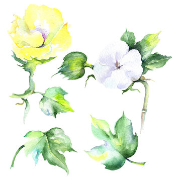 Wildflower eustama flower in a watercolor style isolated. Full name of the plant: eustama. Aquarelle wild flower for background, texture, wrapper pattern, frame or border.