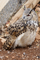 Great Horned Owl look in the side close-up