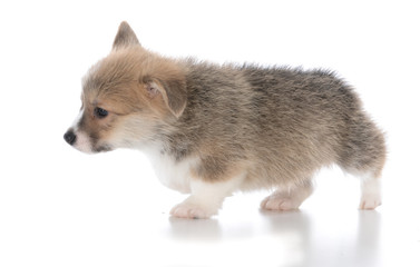 Obraz premium pembroke welsh corgi puppy