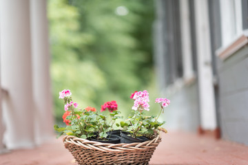 basket with flowers