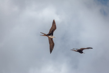 Magnificent Frigatebird (Fregata magnificens) flying - Fernando de Noronha, Pernambuco, Brazil.