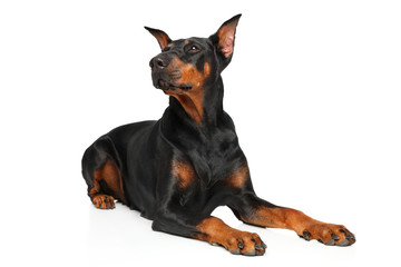 Doberman dog in front of white background