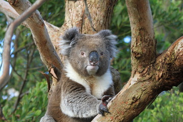 closeup of koala sitting on tree