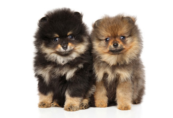 Obraz premium Spitz puppies. Baby animal theme