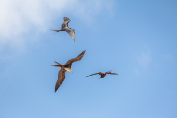 Magnificent Frigatebird (Fregata magnificens) flying - Fernando de Noronha, Pernambuco, Brazil.