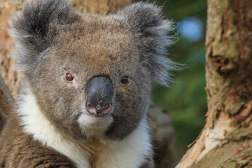 closeup of koala sitting on tree