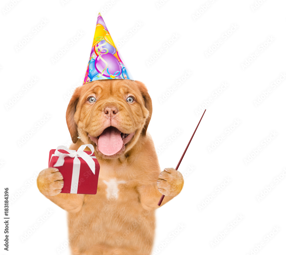 Poster funny puppy in party hat with gift box holding pointing stick. isolated on white background