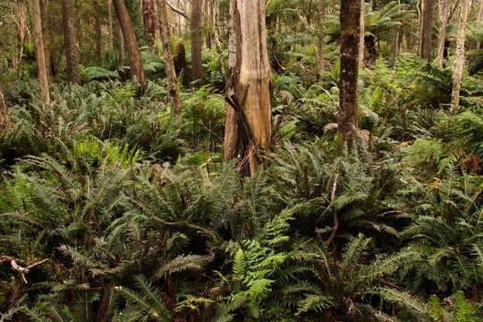 Fototapeta Hiking trail in the rain forest
