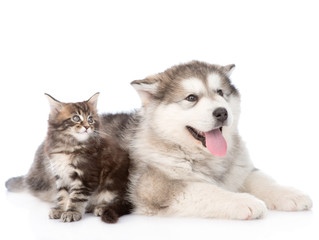 Maine coon cat and alaskan malamute dog together. isolated on white background