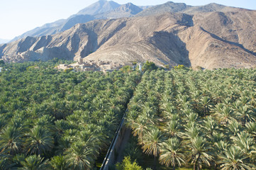 Fototapeta na wymiar Plantation of date palms at the foot of the old Fort. Oman.