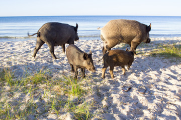 Wild pigs with two piglets on sea coast sands