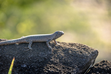 Mabuia or Noronha skink (Trachylepis atlantica) - Fernando de Noronha, Pernambuco, Brazil