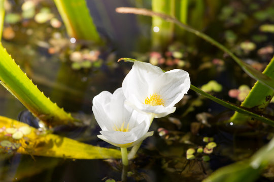 Rare water plant Hydrocharis morsus-ranae, Common frogbit.
