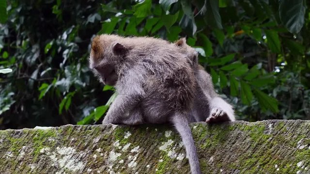 Monkey catches fleas from his friend in rain forest of Bali. Exotic animals in Indonesia.