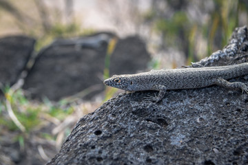 Mabuia or Noronha skink (Trachylepis atlantica) - Fernando de Noronha, Pernambuco, Brazil