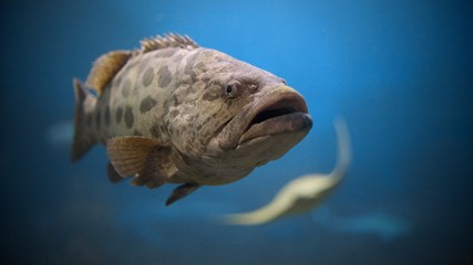 Portrait of Potato Grouper