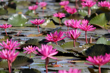 red lotus flower in the pond