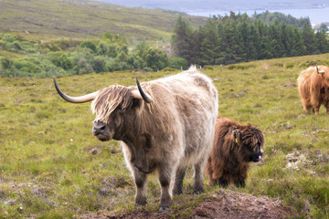 highland cow