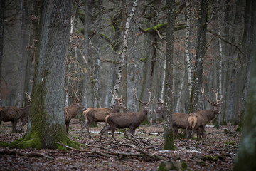 cerfs