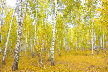 Fototapeta premium birch forest