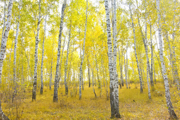 Fototapeta premium birch forest