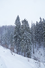 The snow covered the firs and the Carpathian mountains with a white veil. Winter in the Ukrainian Carpathians. The mountains are covered with coniferous forest.