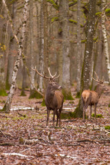 Cerfs