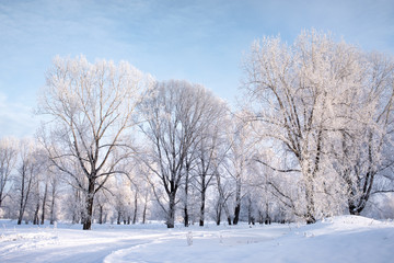 amazing landscape with frozen snow covered trees at sunrise  
