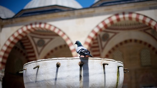 Pigeon stands in the garden of Selimiye Mosque in Edina, Turkey.