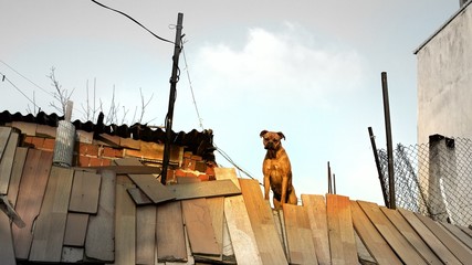 Dog is standing on the roof in the slam of Istanbul, Turkey.