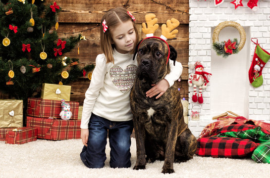 child and dog breeds cane corso in the new year