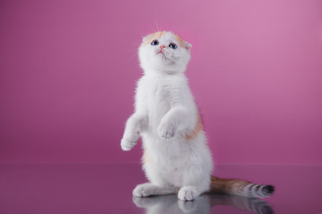 Kitten Scottish breed