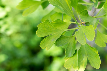 Fototapeta na wymiar fresh healthy ginkgo leaves