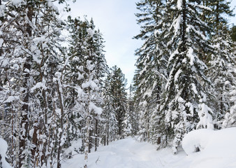 winter taiga