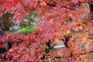 Fototapeta na wymiar Red Japanese Maple Leaf on branch of the tree with sunlight. The leaves change color from green to yellow, orange and red in autumn.