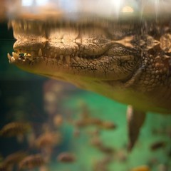 Close up nderwater view of alligator
