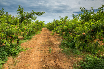Fototapeta na wymiar Beautiful field with peach trees and a dirt path. Peach orchard and cloudy sky