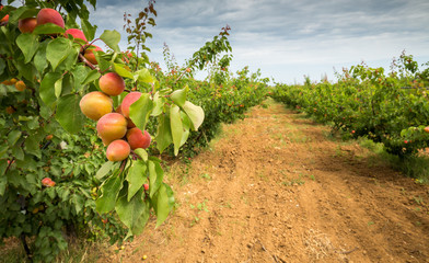 A branch with apricots. Apricot orchard and dirt path. Agricultural field