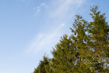 Obraz premium 冬 木 素材