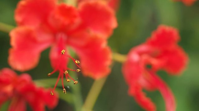 Movement of The Pollen of Peacock Flowers