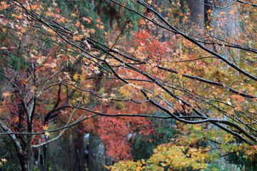 Red and orange Japanese Maple Leaf on the branch of tree after rain with background autumn garden. The leaves change color from green to yellow, orange and red in autumn.