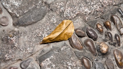 Leaf on the ground
