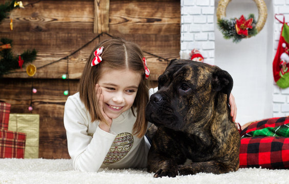 little girl and dog breeds cane corso in the new year