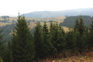 Christmas trees on the background of the nature of western Ukraine