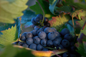 Blue wine grapes in vineyard