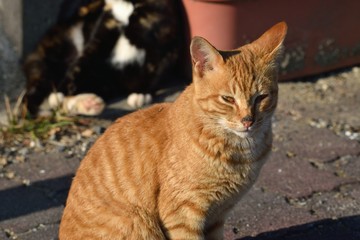 Obraz premium 地域猫