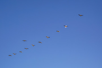 Pacific Ocean Coast, pelicans fly in the sky at sunset San Francisco California