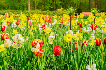 Fototapeta premium Red and yellow tulips and narcissus flowerbed
