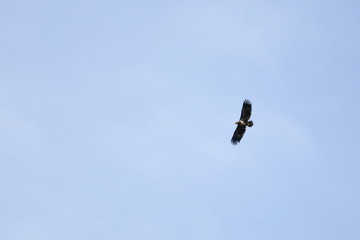 white tailed eagle