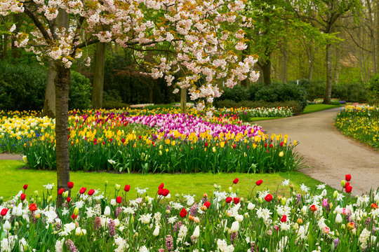 Colourful Blooming cherry tree and flowers in an Spring Formal Garden